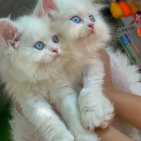 بچه گربه های زیبا و اصیل