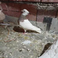 کبوتر طوقی|پرنده|مریوان, |دیوار