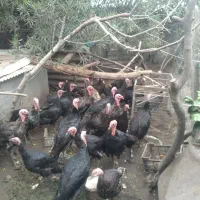 بوقلمون  یه نر بخر یه ماده رایگان ببر
