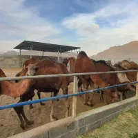 شتر برای پروار و کشتار