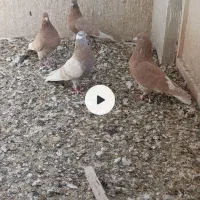 زردی پرشی قم