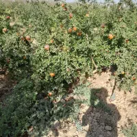 باغ انار|اجارهٔ کوتاه‌مدت ویلا و باغ|ساوه, |دیوار