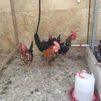 مرغ خروس