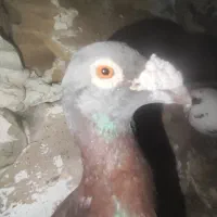 کفتر یاکبوتر
