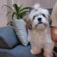 فروش سگ خونگی شیتزو فلت ۷ ماهه ماده