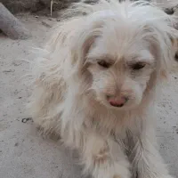 سگ شیتزو میکس