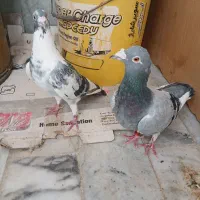 نر ماده  پلاکی  وارداتی|پرنده|شاهین‌شهر, گزبرخوار|دیوار