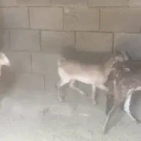 بزغاله خارجی|حیوانات مزرعه|ایلام, |دیوار