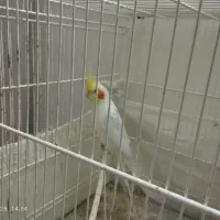 عروس هلندی رو تخم|پرنده|تربت جام, خیرآباد|دیوار