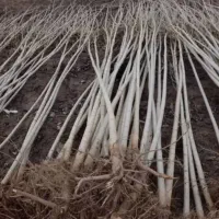 صنوبر نیگرا، درآمد میلیونی با تحویل فوری