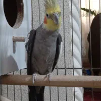 عروس هلندی نر