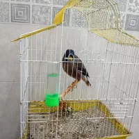 مرغ مینا