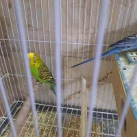 مرغ عشق جفت