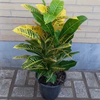 حراج