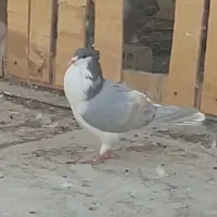 دمگیر|پرنده|خمینی‌شهر, |دیوار