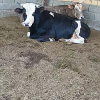 جلب عالی برای محرم