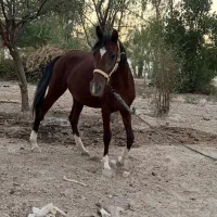اسب عربی جوان|اسب و تجهیزات اسبسواری|هندیجان, |دیوار