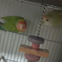 دوجفت کوتوله|پرنده|گرگان, |دیوار