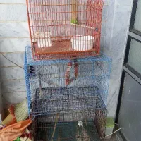 تعدادی قفس پرنده