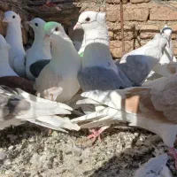 کبوتر پرشی با شماره داخل عکس تماس بگیرید