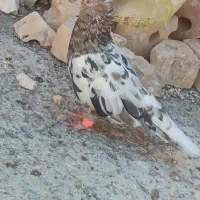 هفت رنگ دم سفید