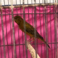 قناری سرخ نر مست