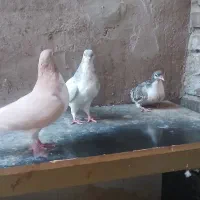 کبوتر درسوسنگرد