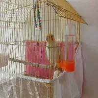 عروس هلندی سخنگو