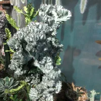 افربیا لاکتی