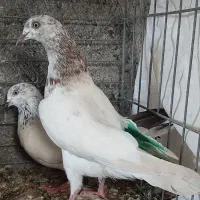 کبوتر پرشی