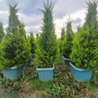 نانا مورت افرا کامیس پاریس یاس هلندی شمشاد پالم