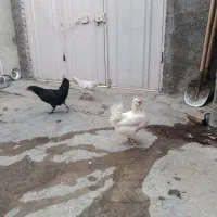 س تا مرغ گلین یکی هم کوروچ