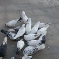 کفتر|پرنده|تهران, گلستان (شهرک راه آهن)|دیوار