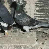 سه تاکبوترصید