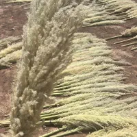 پامپاس به صورت عمده