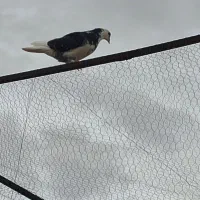 گلی|پرنده|اراک, |دیوار