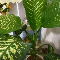 گل دیفن باخیا