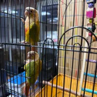 ۱ جفت طوطی گرینچیک مولد