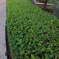 باغبانی -هرس و کار با اره برقی|خدمات باغبانی و درختکاری|کرمان, |دیوار