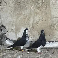 نر و ماده خشرنگ