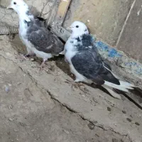 کبوتر|پرنده|مهاجران, |دیوار