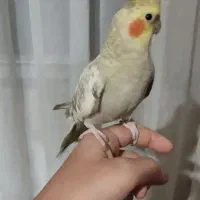 عروس هلندی نرو ماده دستی|پرنده|ری, علایین|دیوار