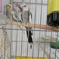 جفت عروس هلندی مولد