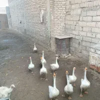 غاز|حیوانات مزرعه|بیستون, |دیوار