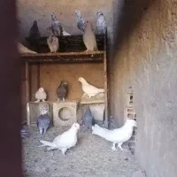 کبوتر یزدی و پلاکی و تهرانی