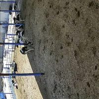 دوربین تحت شبکه سونی دید در شب رنگی|دوربین مداربسته|شیراز, عادل آباد|دیوار