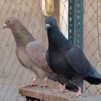 یک جفت کفتر سرور وزاغ|پرنده|تهران, هلال احمر|دیوار