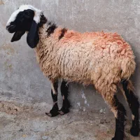 یک‌گوسفندجری‌آبست‌دوقلوزا