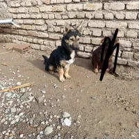 سگ پاکوتاه نر