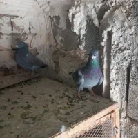 دوتا پلاکی هنوز یکی الا دوتا دیگه تا سر بندهوای|پرنده|مرودشت, کناره|دیوار